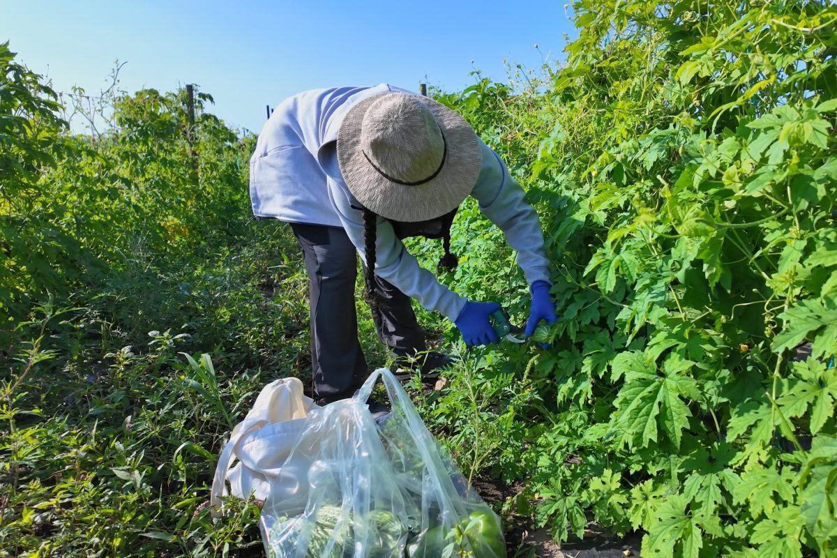 Immigrant farmworker picking produce in the field.