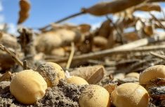 Individual Ontario soybeans lay on the soil due to pod shatter during harvest. Statistics Canada projects a 5.7 per cent decrease in national soybean production for 2025, year-over-year, with Ontario farmers anticipating an 8.8 per cent decrease. Ontario's harvested acres are expected to be around 2.9 million acres, with a projected yield of approximately 50.8 bushels/acre.