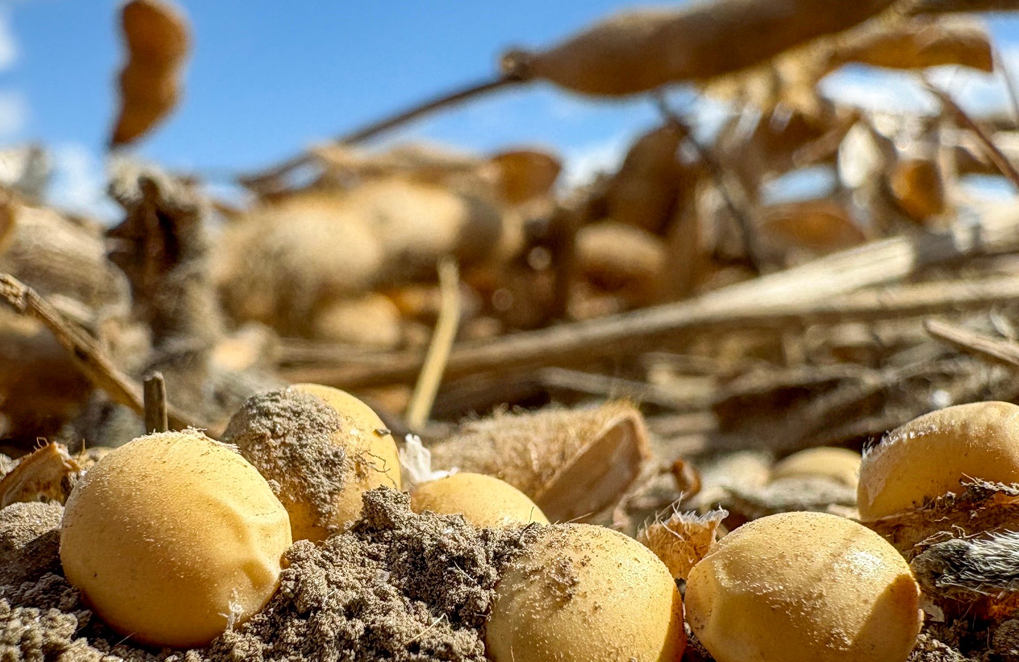 Individual Ontario soybeans lay on the soil due to pod shatter during harvest. Statistics Canada projects a 5.7 per cent decrease in national soybean production for 2025, year-over-year, with Ontario farmers anticipating an 8.8 per cent decrease. Ontario's harvested acres are expected to be around 2.9 million acres, with a projected yield of approximately 50.8 bushels/acre.
