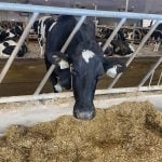 Dairy cow looks through fencing in a barn. Photo: John Greig