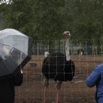 Supporters of Universal Ostrich Farms stand near an ostrich at the farm property in Edgewood, B.C., on Saturday, May 17, 2025. Photo: Aaron Hemens/The Canadian Press via ZUMA Press