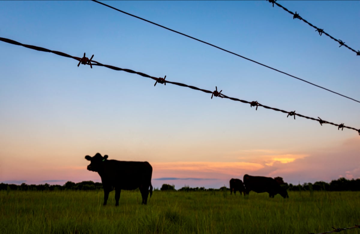 Photo: Jacqueline Nix/iStock/Getty Images Plus