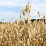 The 2021 growing season could see an increase in organic peas, flax, and oats (seen here). Photo: Greg Berg
