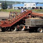 Workers busily sort onions during the height of harvest in one of the original “small scheme” fields that abut the busy streets of the Town of Bradford West Gwillimbury, Sept. 20, 2025.Photo Diana Martin