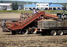 Workers busily sort onions during the height of harvest in one of the original “small scheme” fields that abut the busy streets of the Town of Bradford West Gwillimbury, Sept. 20, 2025.Photo Diana Martin