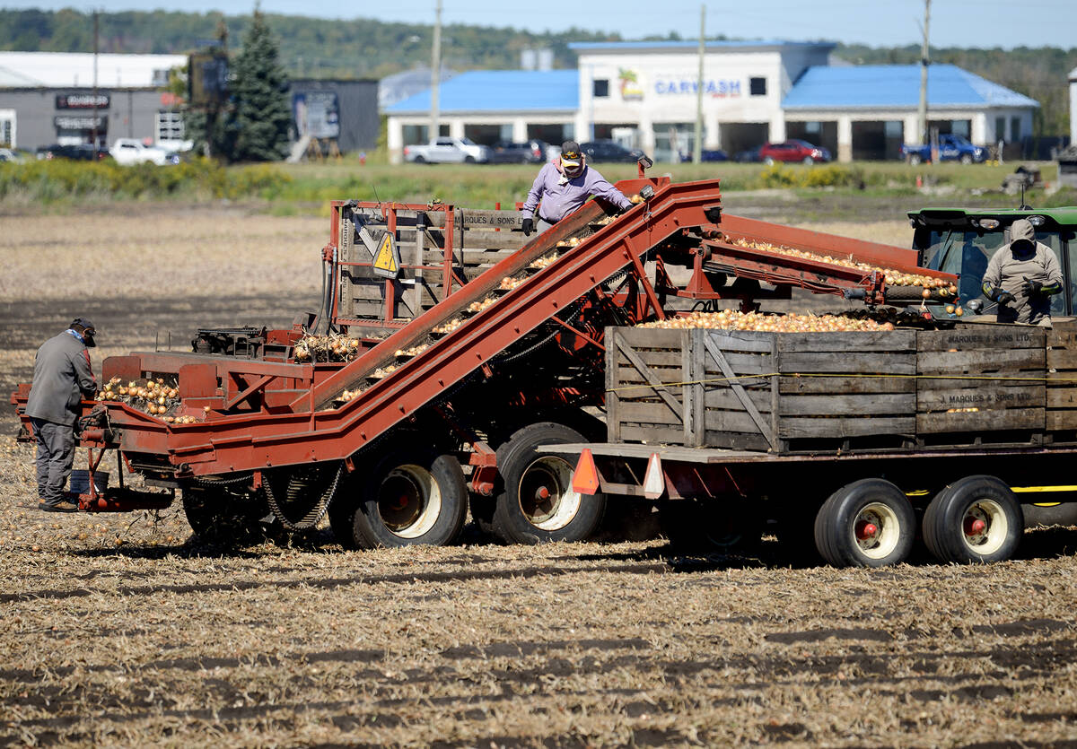 Workers busily sort onions during the height of harvest in one of the original “small scheme” fields that abut the busy streets of the Town of Bradford West Gwillimbury, Sept. 20, 2025.Photo Diana Martin