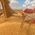 https://www.gettyimages.ca/detail/photo/wheat-grain-in-a-hand-after-good-harvest-of-royalty-free-image/1988235652?phrase=wheat
PHOTO: branex/GETTY IMAGES