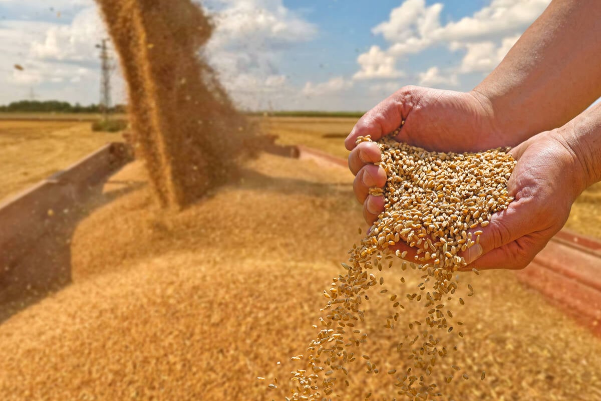 https://www.gettyimages.ca/detail/photo/wheat-grain-in-a-hand-after-good-harvest-of-royalty-free-image/1988235652?phrase=wheat
PHOTO: branex/GETTY IMAGES