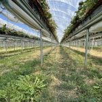 High tunnel strawberry production in Ontario. photo by Lilian Schaer