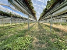 High tunnel strawberry production in Ontario. photo by Lilian Schaer