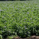 Potatoes in flower mark the filling phase of tuber development in the Amaranth, Ont., area. Ontario growers struggled after a late blight epidemic in 2023, but preemptive strategies kept the fungal disease at bay in 2024. Photo: Diana Martin, August 18, 2024.