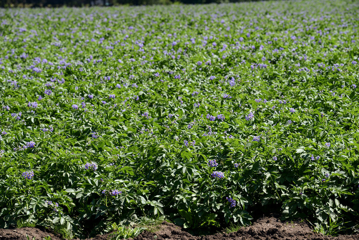 Potatoes in flower mark the filling phase of tuber development in the Amaranth, Ont., area. Ontario growers struggled after a late blight epidemic in 2023, but preemptive strategies kept the fungal disease at bay in 2024. Photo: Diana Martin, August 18, 2024.