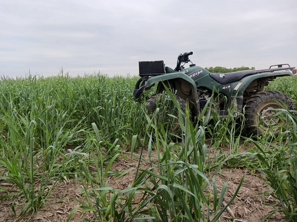 Cover crops, employed strategically, can increase soil health, decrease erosion, address weed pressure and provide increased ecosystem diversity, but the first question a grower must answer is