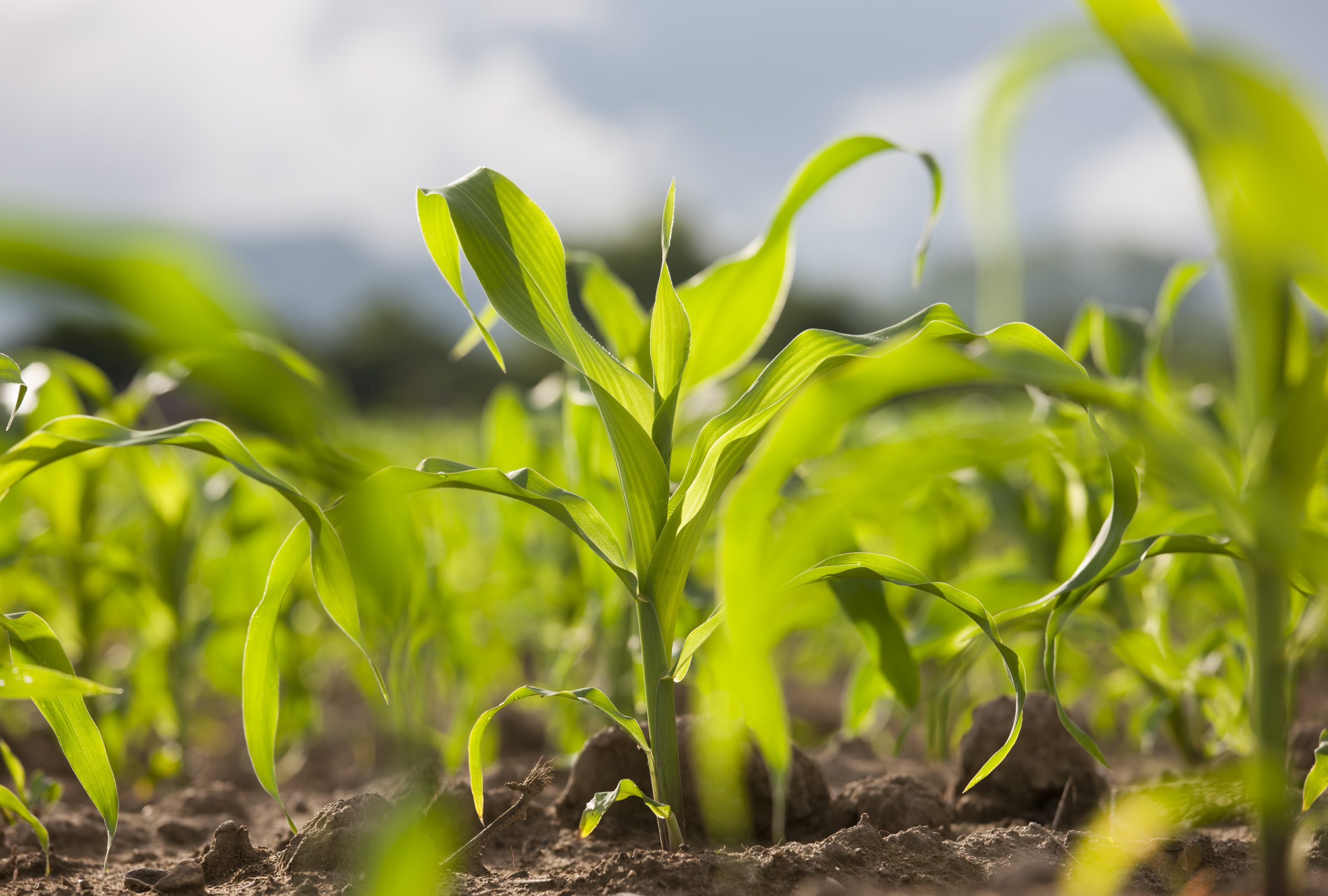The biostimulant farmers trust: CropBooster