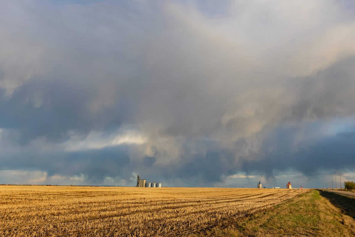 Pulse weekly outlook: Manitoba edible beans look good for now