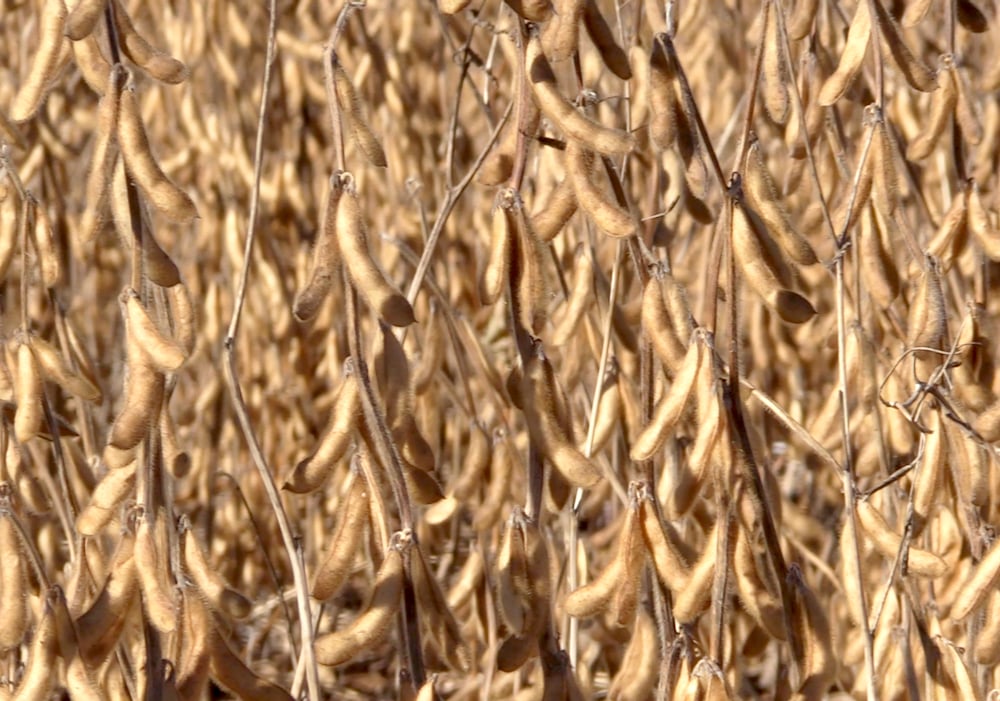 CBOT Weekly: Grain, oilseed futures under pressure