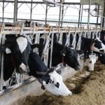 Manitoba flags U.S. mega-dairy plans for international review