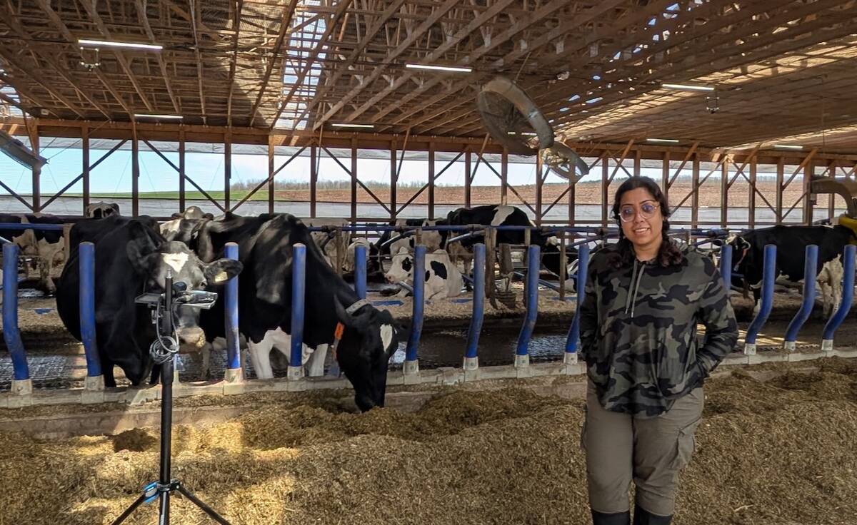 Kashfia Sailunaz, a member of Dalhousie’s Mooanalytica Research Group, records cow vocalizations at Sussex Dairy Farm using a field microphone and recorder setup to capture the animals’ emotional expressions.
Photo: Suresh Neethirajan, Dalhousie University