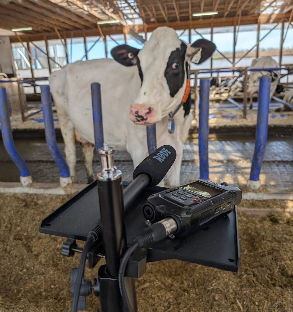 High-sensitivity microphones and digital field recorders used by the Mooanalytica team to collect more than 300 hours of dairy cow vocalizations for training the AI models behind the MooLogue app.
Photo: Suresh Neethirajan, Dalhousie University.