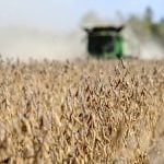 Large crops muting upside for soybeans, corn and wheat