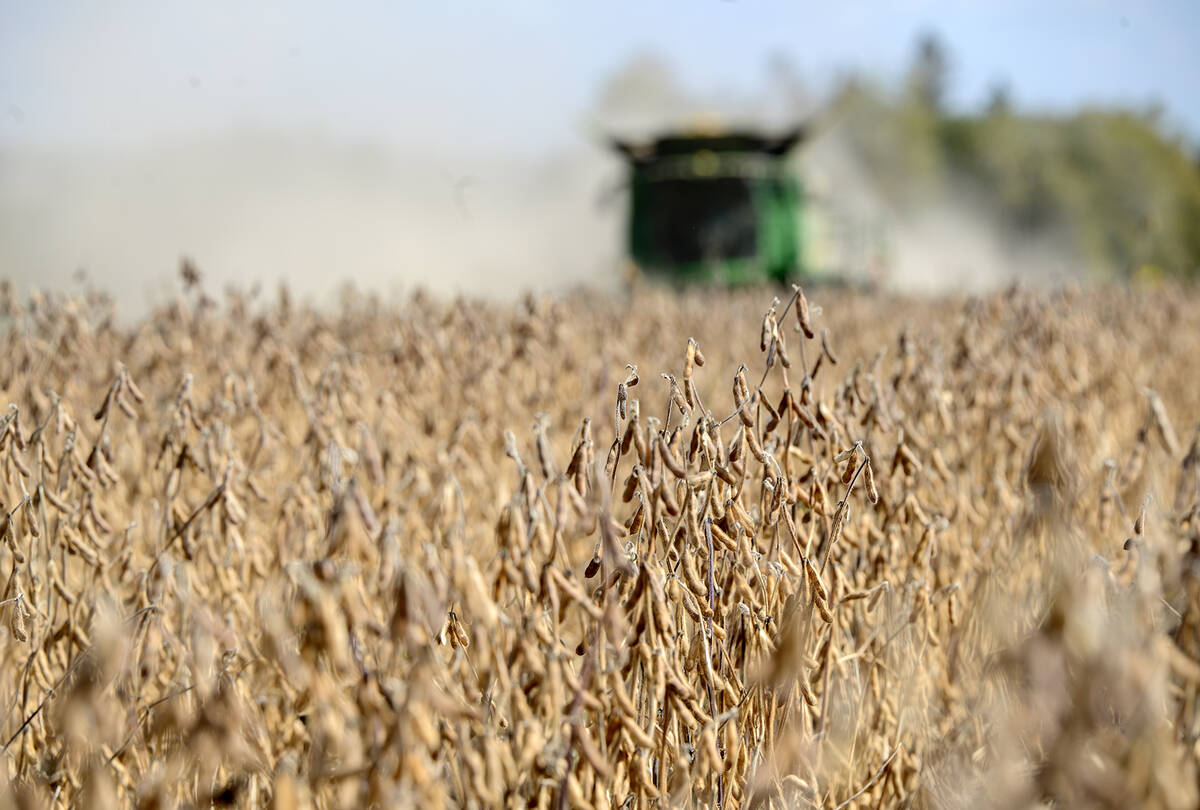 Soybean harvest in Amaranth Ontario, October 6, 2025 after a drought summer. Photo Diana Martin