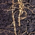 soybean roots with soybean cyst nematode - Keith Weller, ARS/USDA