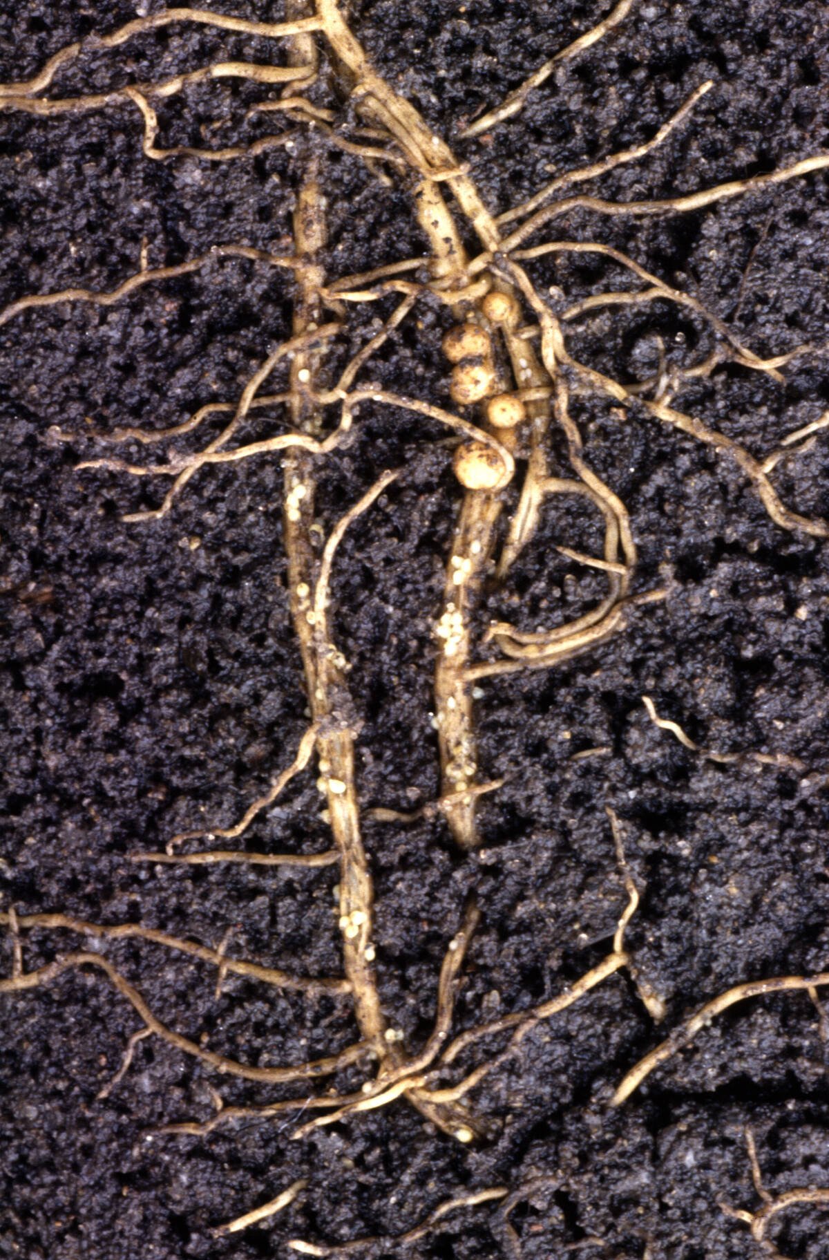 soybean roots with soybean cyst nematode - Keith Weller, ARS/USDA