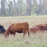 Cows graze fall pasture near Glenboro, Man. PHOTO: ALEXIS STOCKFORD