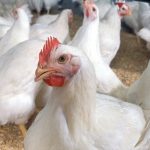 France raises bird flu alert level to ‘high’ after new cases