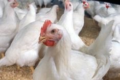 France raises bird flu alert level to ‘high’ after new cases