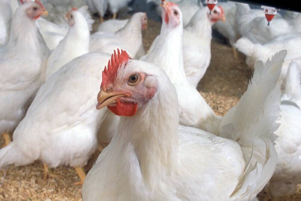 France raises bird flu alert level to ‘high’ after new cases