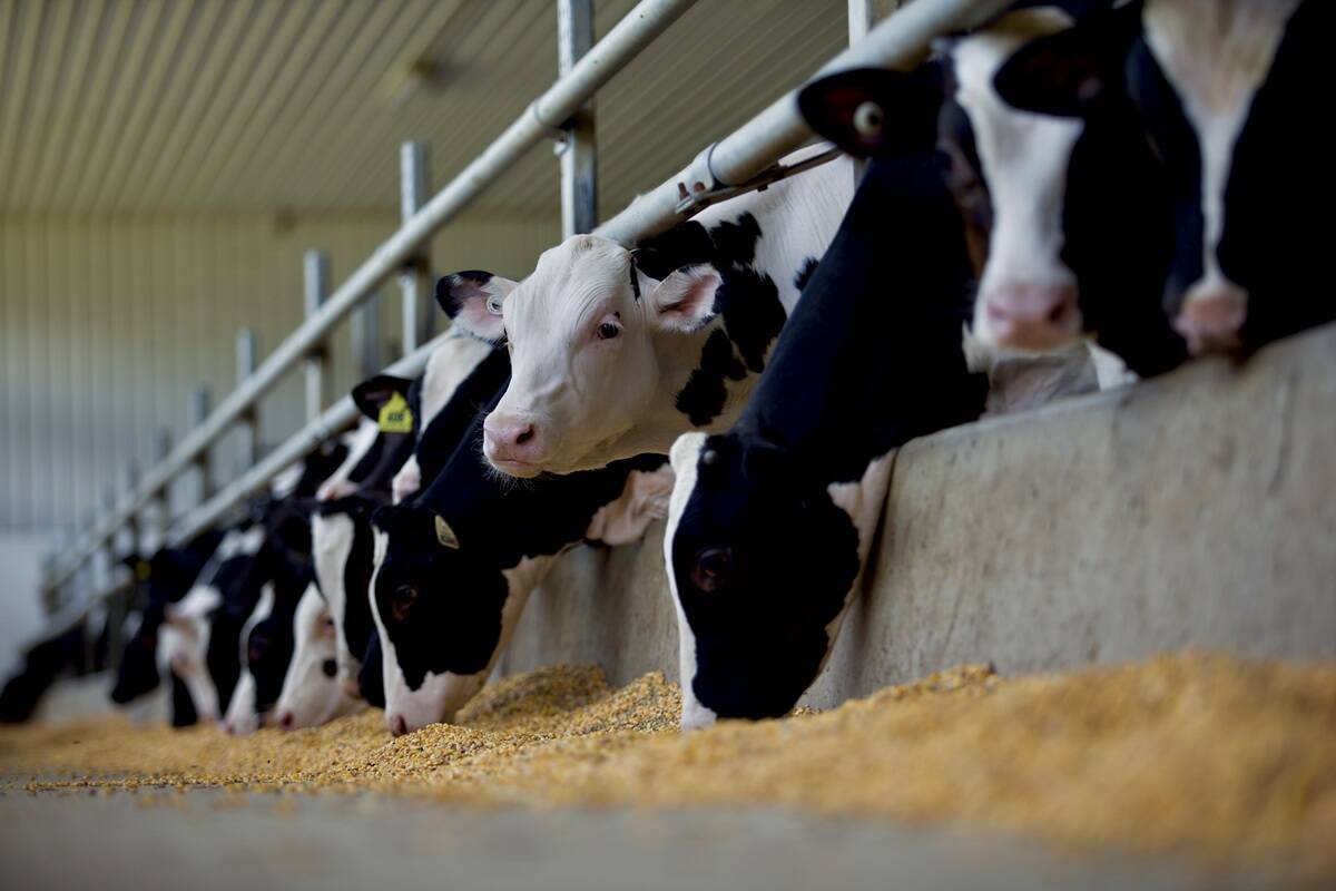 Holstein cattle earmarked for veal chow down in a feedlot. PHOTO: FARM & FOOD CARE ONTARIO
