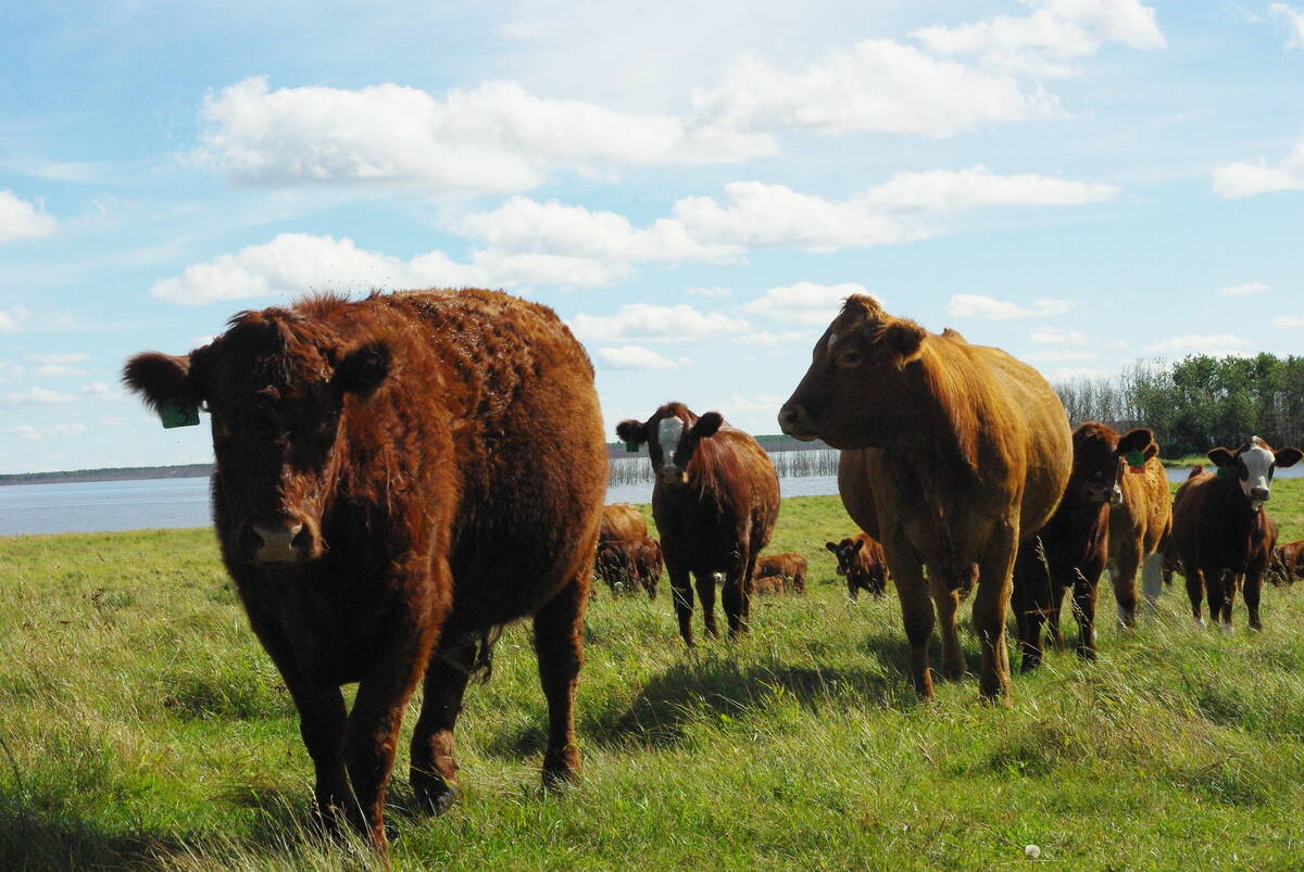 Trump urges U.S. cattle ranchers to lower prices as he touts tariffs