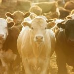 Photo: Canada Beef Inc.