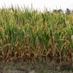 Extreme variability marks Ontario’s 2025 corn crop