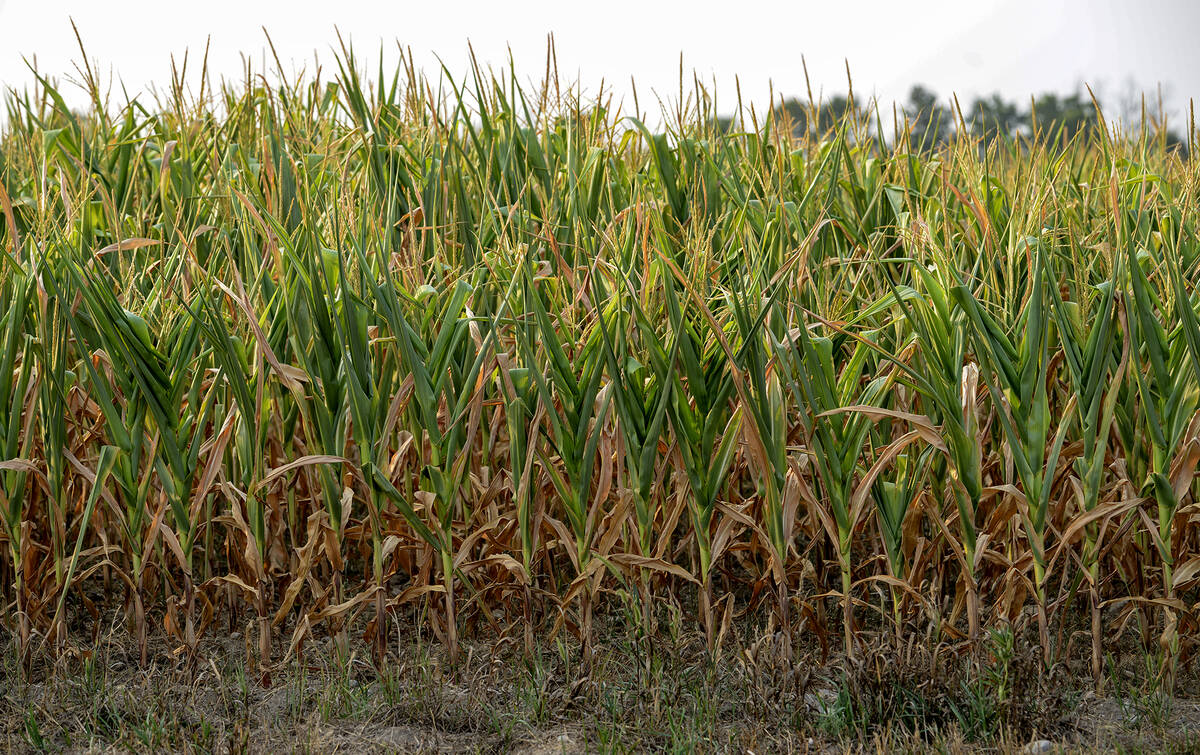 The impact of dry conditions across Ontario is more evident in some areas than others, including this Kawartha Lakes area corn, which resembles a pineapple with its tight upright leaves, some of which are already beyond saving. Photo Diana Martin