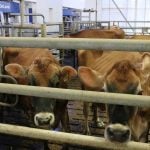 Lactanet to expand reach of disease resistance breeding tool