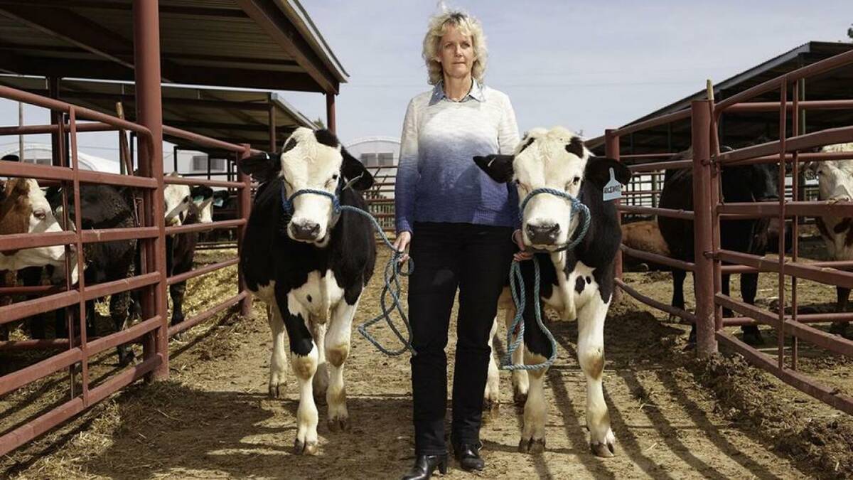 University of California, Davis researcher Alison Van Eenennaam poses with cattle in a cattle pen in this 2017 photo. Photo: UC Davis