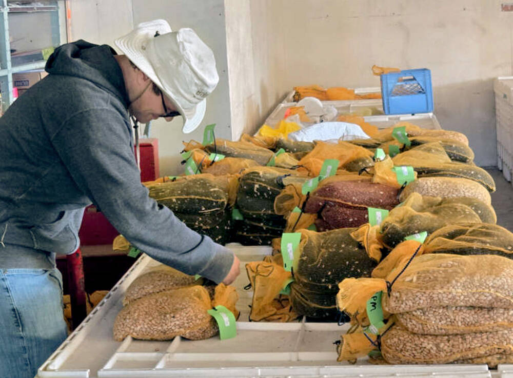 Thousands of beans grown for University of Guelph research projects that might have gone to waste will instead provide nutritious meals to the community through donations to the local food bank. Contributed, University of Guelph