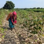 A farmer plucks cotton from a field partially damaged by excessive rainfall in Chhatrapati Sambhajinagar district of the western state of Maharashtra, India.