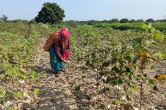 A farmer plucks cotton from a field partially damaged by excessive rainfall in Chhatrapati Sambhajinagar district of the western state of Maharashtra, India.