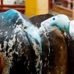 A worker applies sanitizing talcum powder to livestock.
