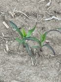 Purple lower leaves on young corn plant showing phosphorus deficiency.