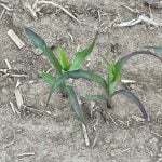 Little yield impact from excess phosphorus: study