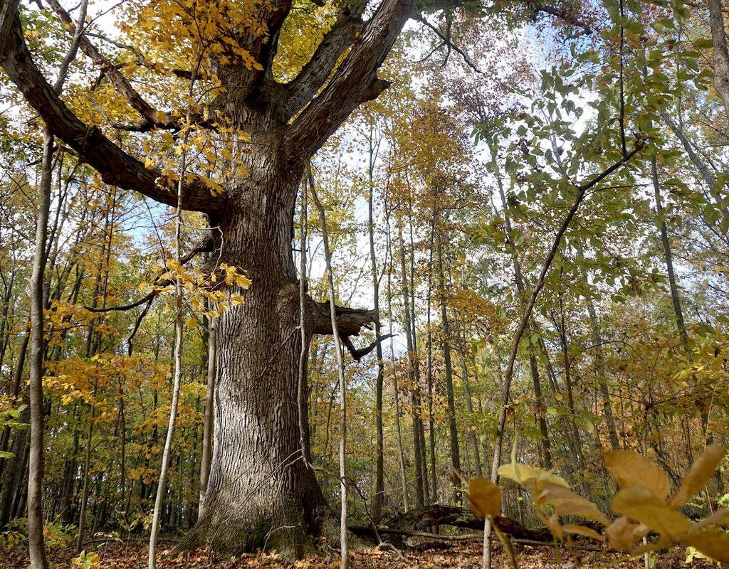 Conservation professionals are concerned that Ontario's proposed amalgamation of 36 Conservation Authorities into larger regional representation will undermine science-based decision-making, alienate grassroots connections and lead to the loss of conservation specialists. Photo:Matt McIntosh