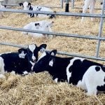 Back to the drawing board for sexed semen fertility ratings