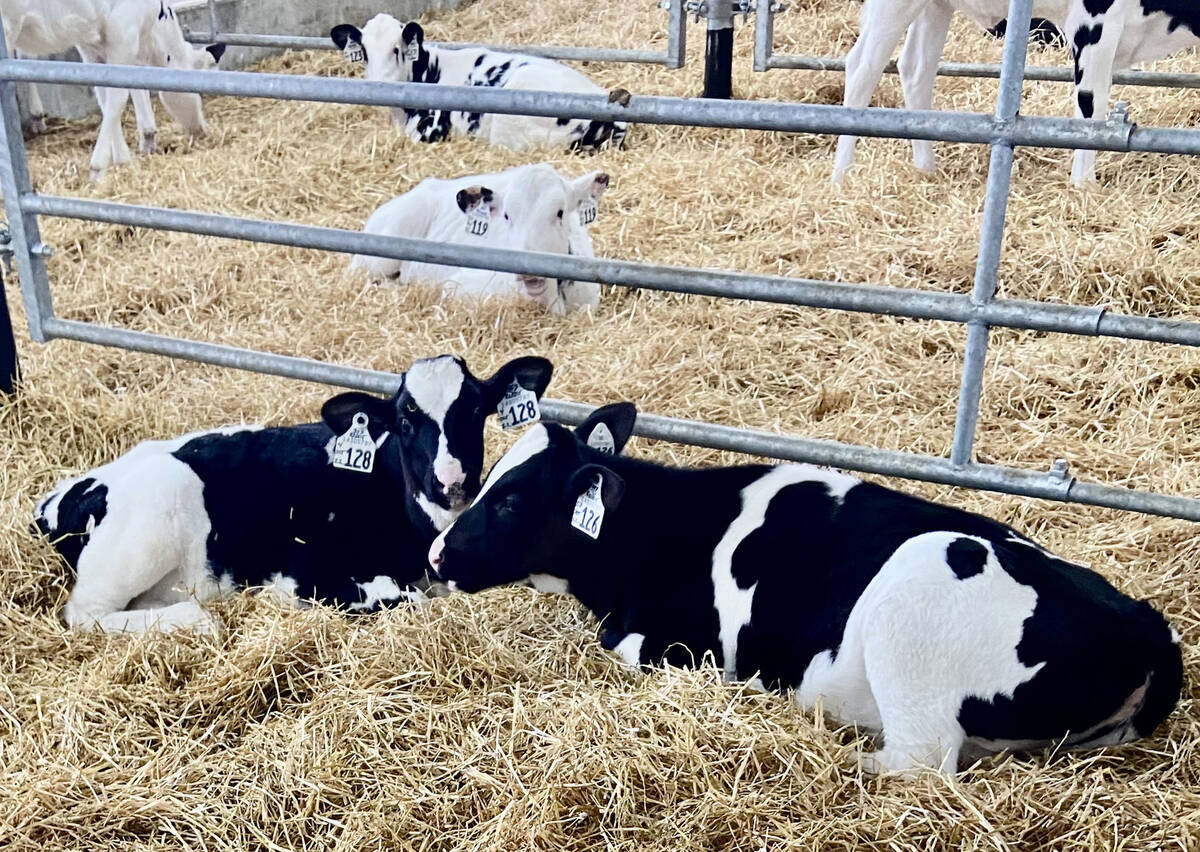 Holstein calves. Photo: John Greig