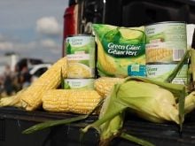Ears of fresh sweet corn and Green Giant packaged corn products on the endgate of a pickup truck