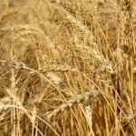 Scientists discover a gene that could triple wheat production