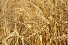 Close up view of a ripe wheat field west of Marcelin, Sask. on August 27, 2022 Michael Robin photo